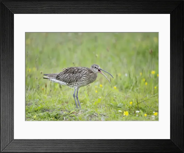 Framed Print : Picture No. 10883249 Framed Print : Picture No. 10883249