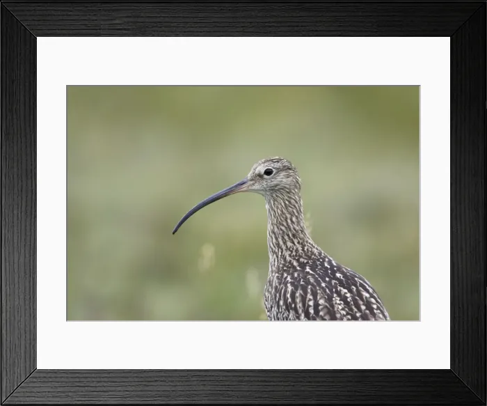 Framed Print : Picture No. 10883250 Framed Print : Picture No. 10883250