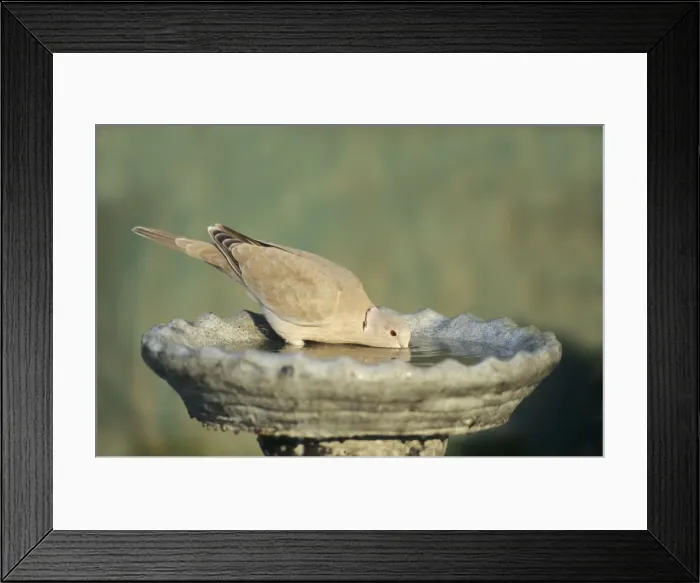 Framed Print : Picture No. 10883240 Framed Print : Picture No. 10883240