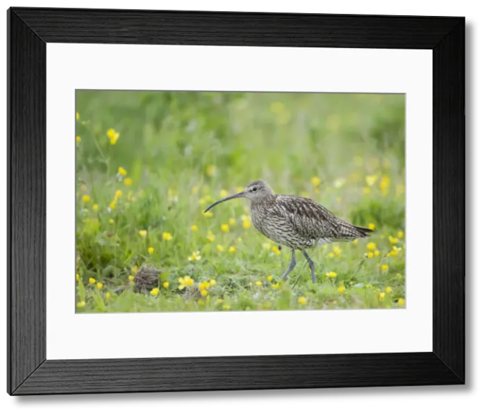 Framed Print : Picture No. 10883252 Framed Print : Picture No. 10883252