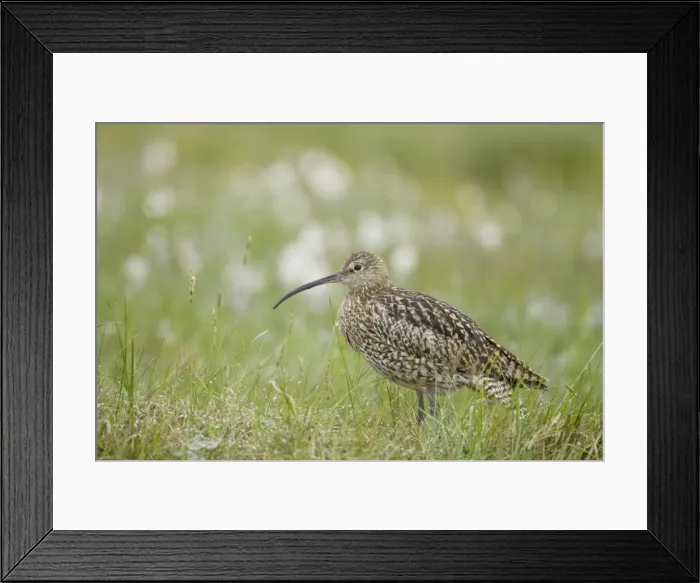 Framed Print : Picture No. 10883251 Framed Print : Picture No. 10883251