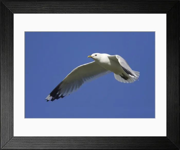 Framed Print : Picture No. 10883255 Framed Print : Picture No. 10883255