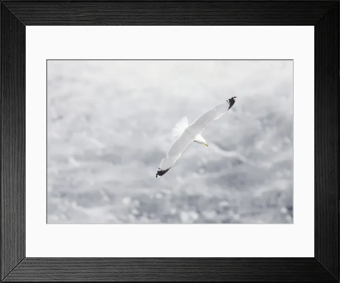 Framed Print : Picture No. 10883256 Framed Print : Picture No. 10883256