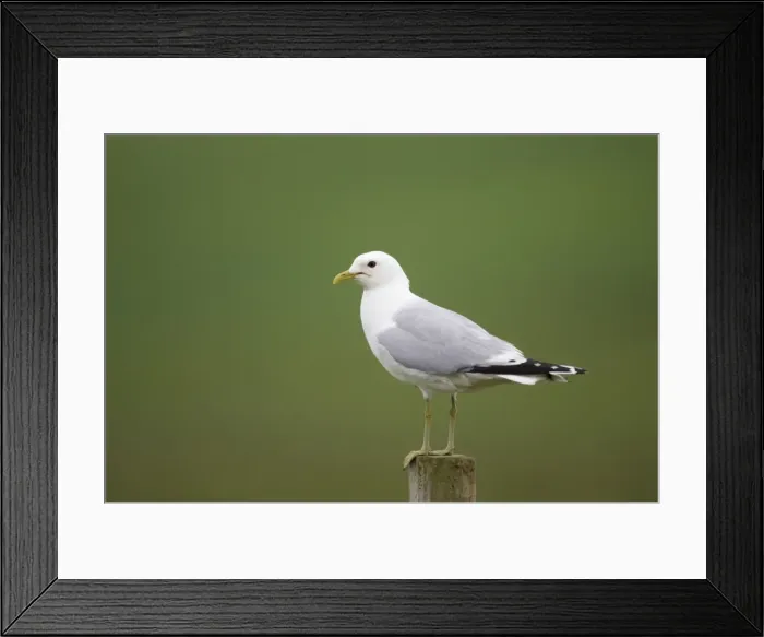 Framed Print : Picture No. 10883254 Framed Print : Picture No. 10883254