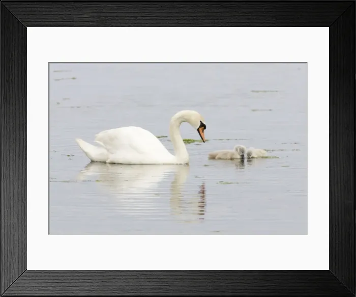Framed Print : Picture No. 10883260 Framed Print : Picture No. 10883260