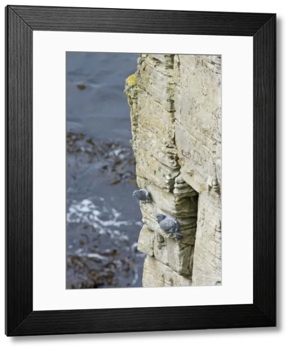 Framed Print : Picture No. 10883259