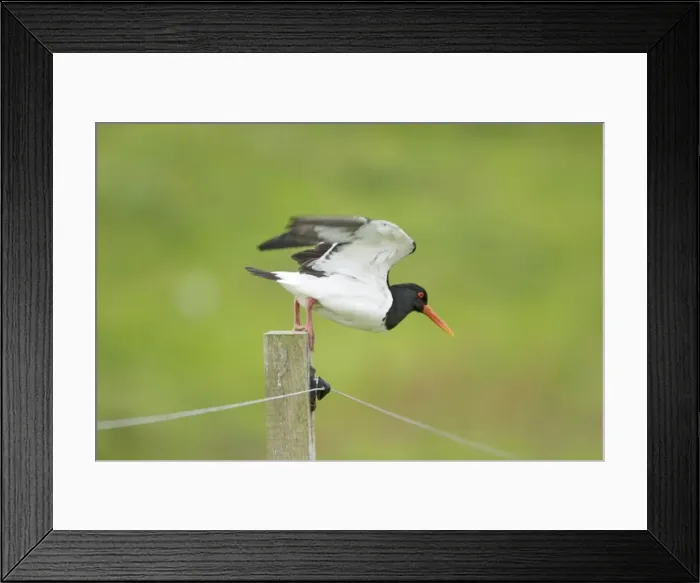 Framed Print : Picture No. 10883264 Framed Print : Picture No. 10883264