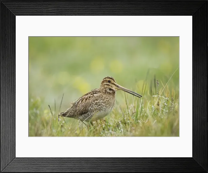 Framed Print : Picture No. 10883262 Framed Print : Picture No. 10883262