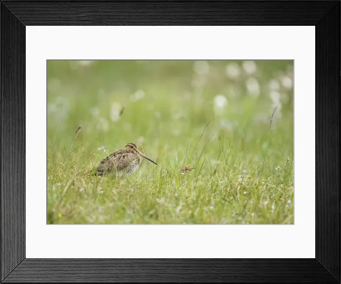 Framed Print : Picture No. 10883261 Framed Print : Picture No. 10883261