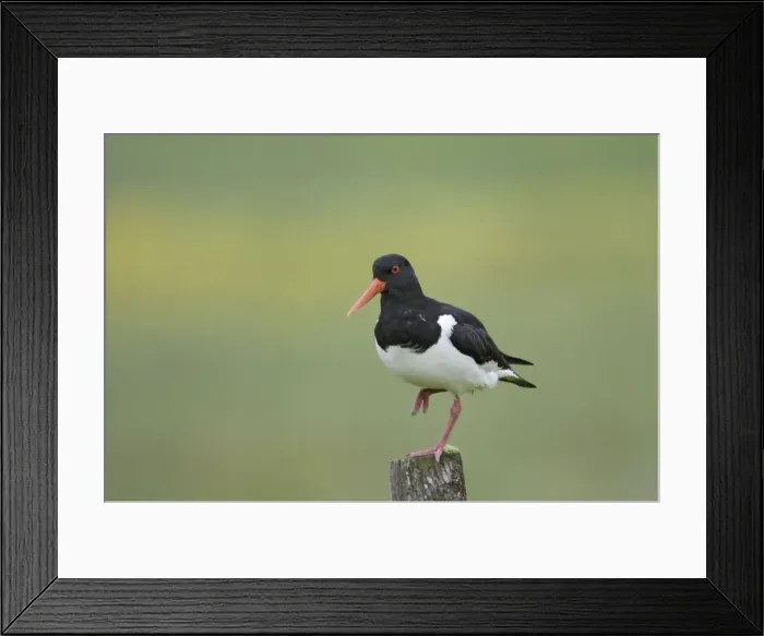 Framed Print : Picture No. 10883266 Framed Print : Picture No. 10883266