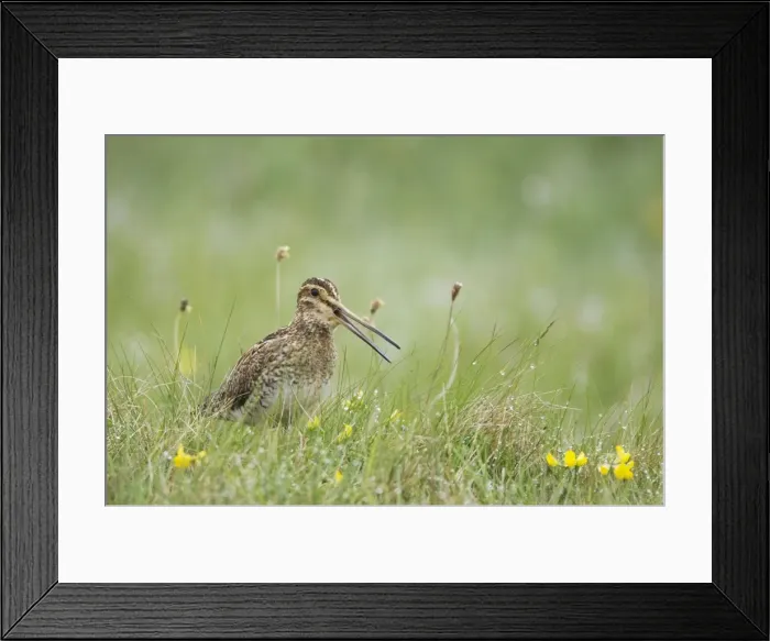 Framed Print : Picture No. 10883263 Framed Print : Picture No. 10883263