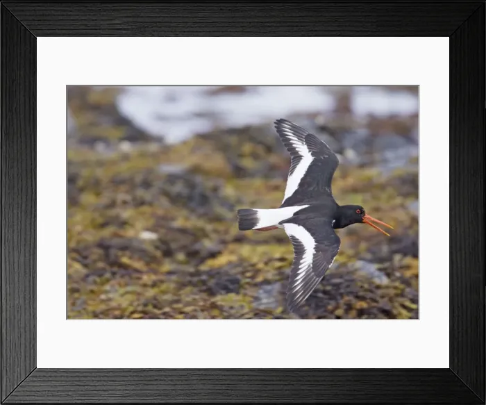Framed Print : Picture No. 10883268 Framed Print : Picture No. 10883268