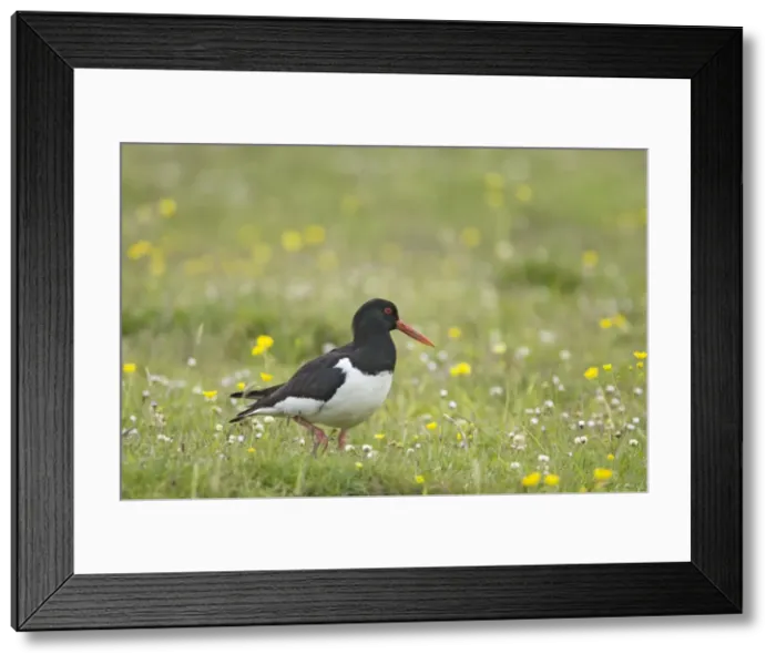 Framed Print : Picture No. 10883267 Framed Print : Picture No. 10883267