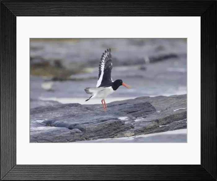 Framed Print : Picture No. 10883269 Framed Print : Picture No. 10883269