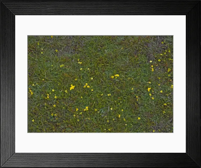 Framed Print : Picture No. 10883272 Framed Print : Picture No. 10883272