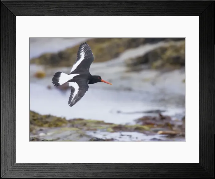 Framed Print : Picture No. 10883270 Framed Print : Picture No. 10883270