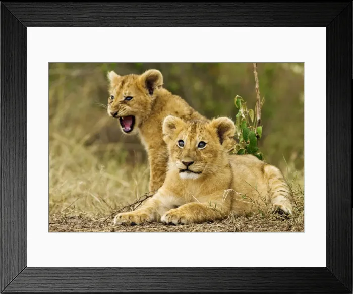 Framed Print : Picture No. 10899733 Framed Print : Picture No. 10899733