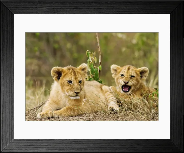 Framed Print : Picture No. 10899732