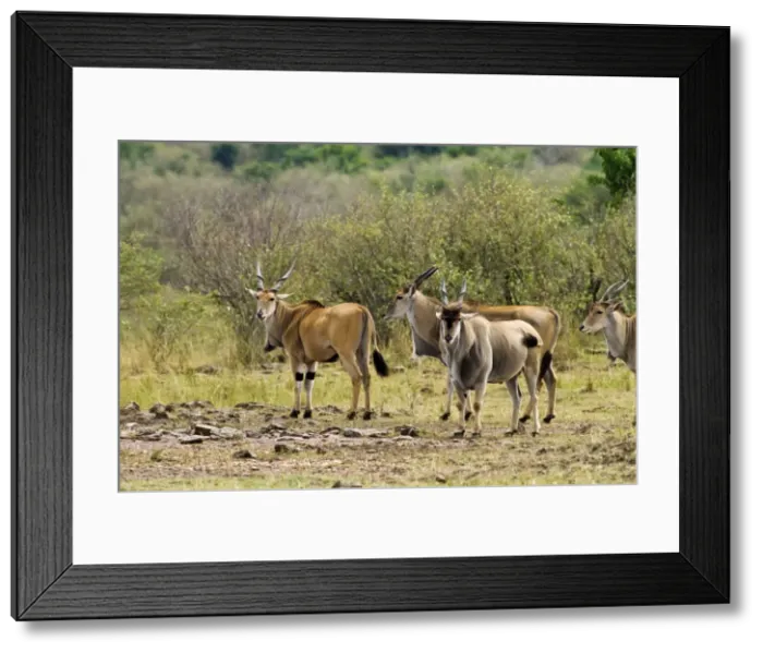 Framed Print : Picture No. 10899742 Framed Print : Picture No. 10899742
