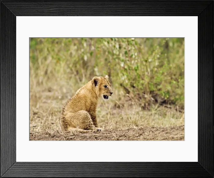 Framed Print : Picture No. 10899738 Framed Print : Picture No. 10899738