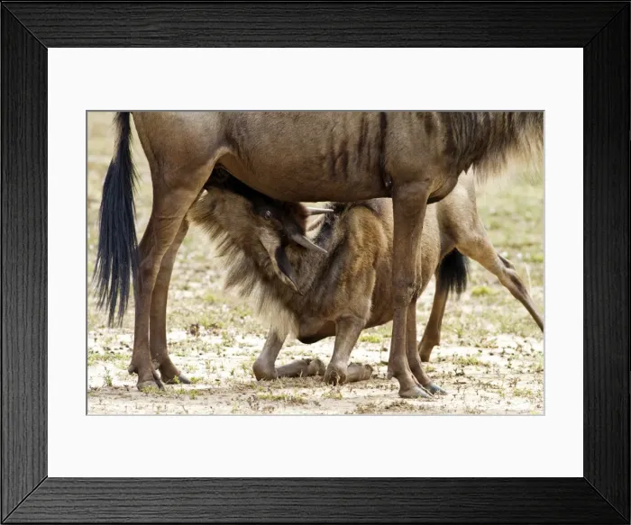 Framed Print : Picture No. 10899743 Framed Print : Picture No. 10899743