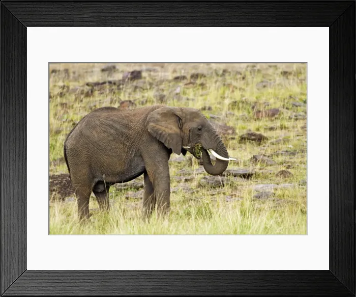 Framed Print : Picture No. 10899740 Framed Print : Picture No. 10899740