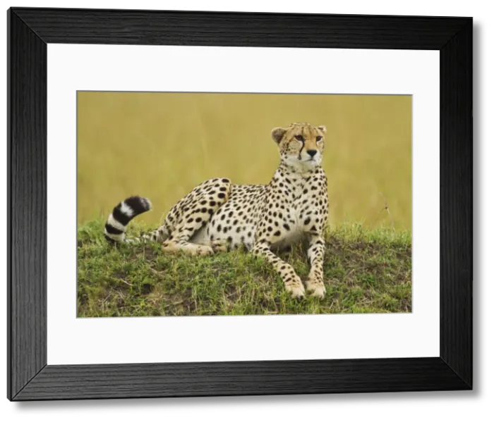 Framed Print : Picture No. 10899745 Framed Print : Picture No. 10899745
