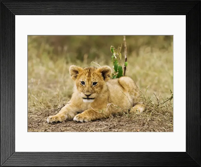 Framed Print : Picture No. 10899737