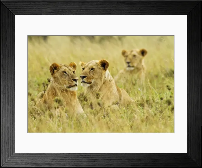 Framed Print : Picture No. 10899749