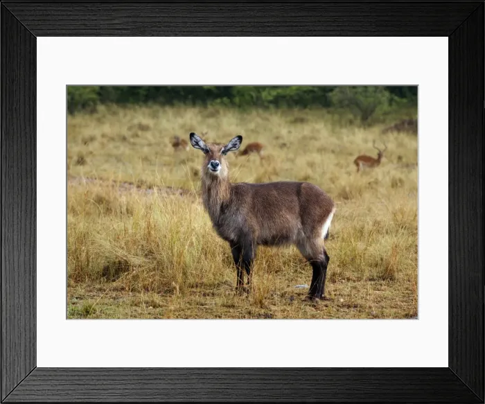Framed Print : Picture No. 10899751 Framed Print : Picture No. 10899751