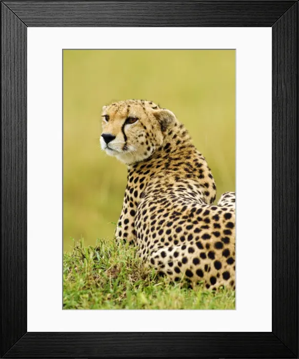 Framed Print : Picture No. 10899744 Framed Print : Picture No. 10899744