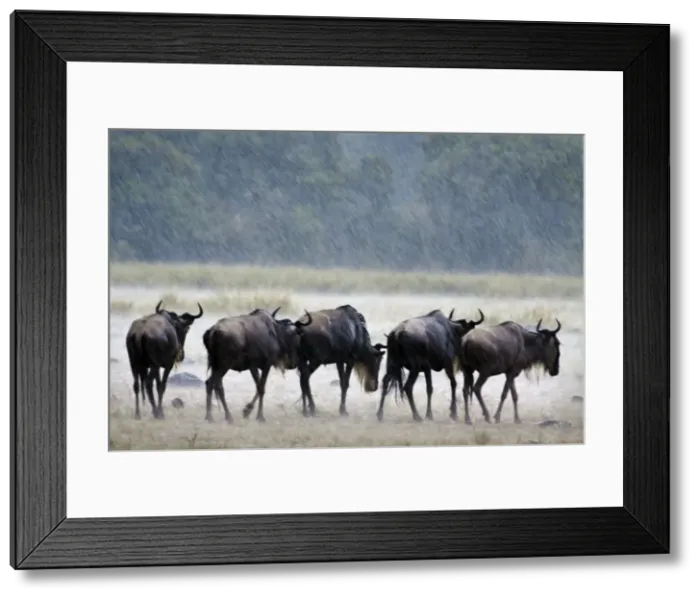 Framed Print : Picture No. 10899752 Framed Print : Picture No. 10899752