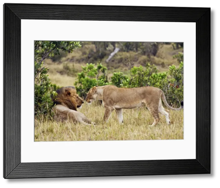 Framed Print : Picture No. 10899758 Framed Print : Picture No. 10899758