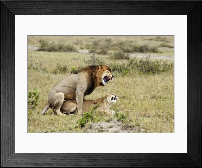 Framed Print : Picture No. 10899756 Framed Print : Picture No. 10899756