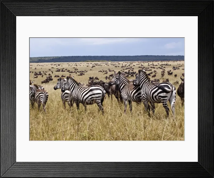 Framed Print : Picture No. 10899760 Framed Print : Picture No. 10899760