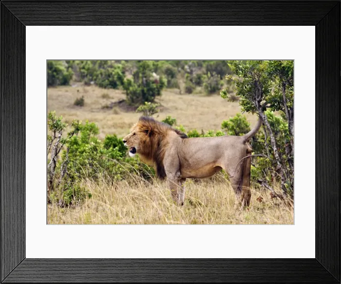 Framed Print : Picture No. 10899757 Framed Print : Picture No. 10899757