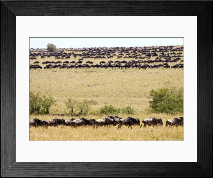 Framed Print : Picture No. 10899761