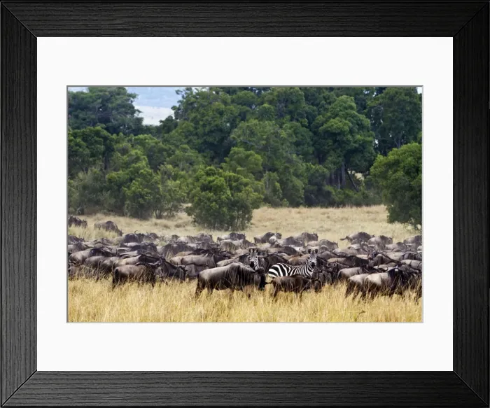 Framed Print : Picture No. 10899763