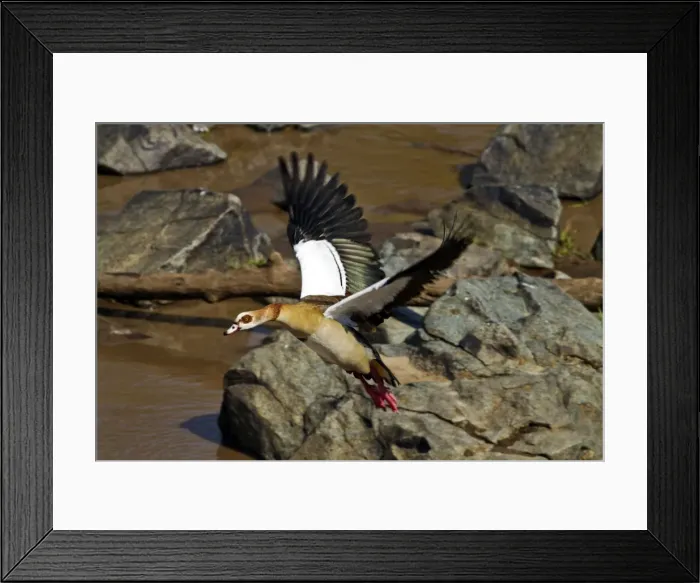 Framed Print : Picture No. 10899767 Framed Print : Picture No. 10899767