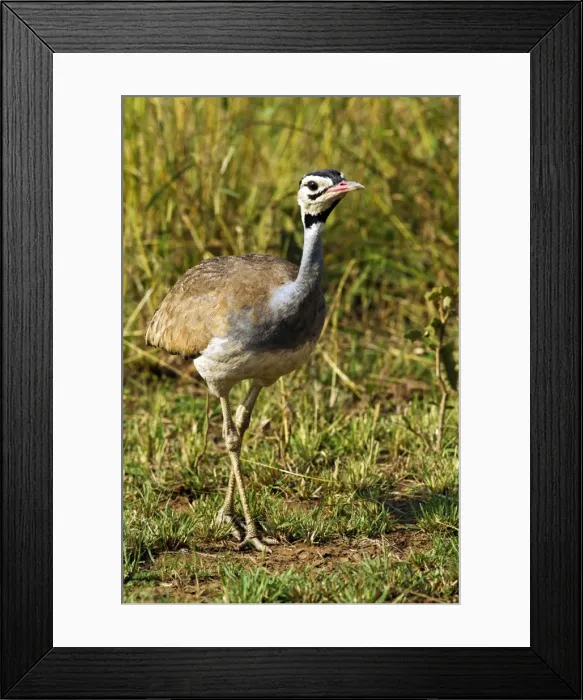 Framed Print : Picture No. 10899766