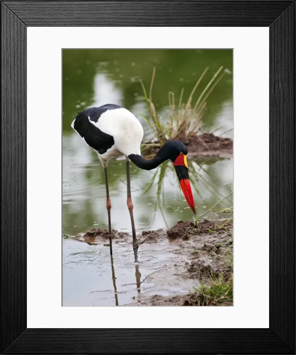 Framed Print : Picture No. 10899764 Framed Print : Picture No. 10899764