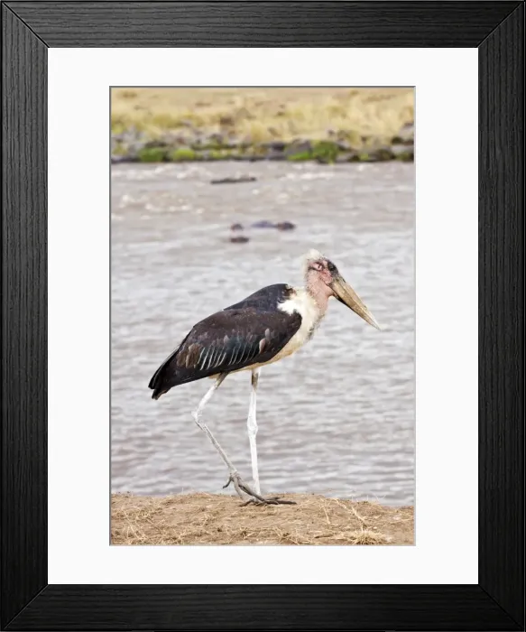 Framed Print : Picture No. 10899765