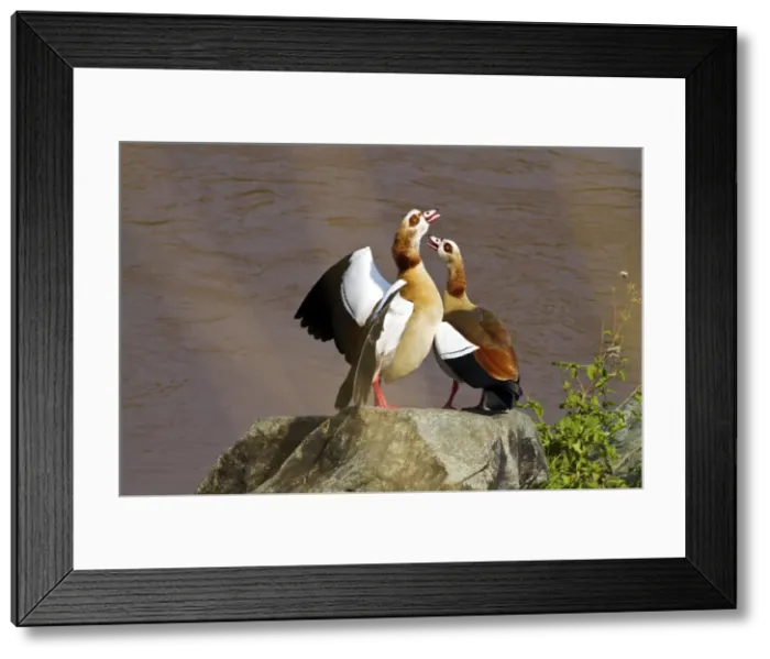 Framed Print : Picture No. 10899768 Framed Print : Picture No. 10899768
