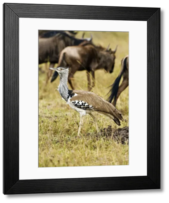 Framed Print : Picture No. 10899770