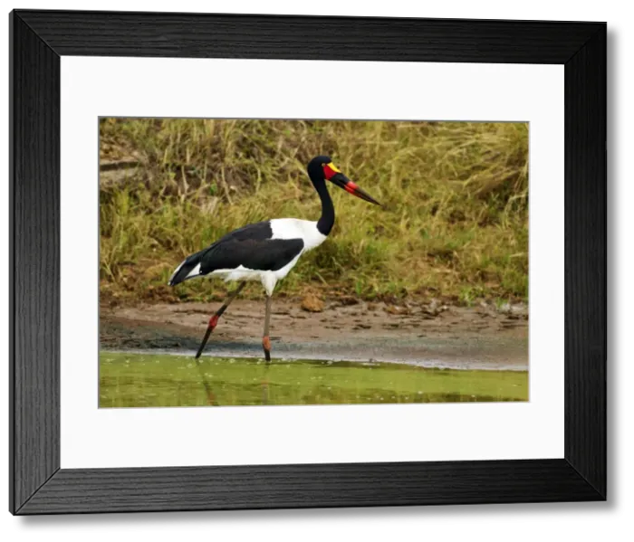 Framed Print : Picture No. 10899773 Framed Print : Picture No. 10899773