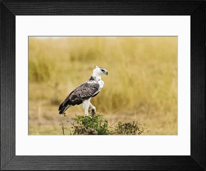 Framed Print : Picture No. 10899771 Framed Print : Picture No. 10899771