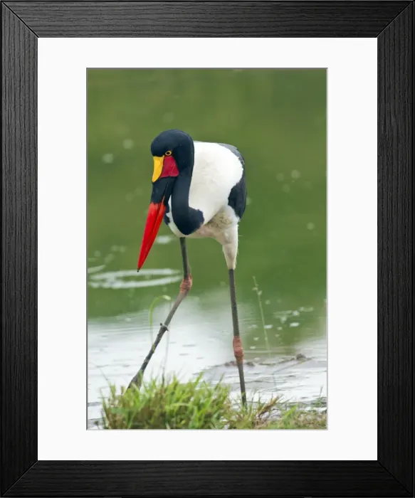 Framed Print : Picture No. 10899775 Framed Print : Picture No. 10899775