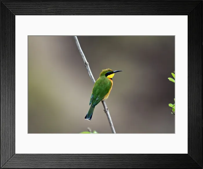 Framed Print : Picture No. 10899769 Framed Print : Picture No. 10899769