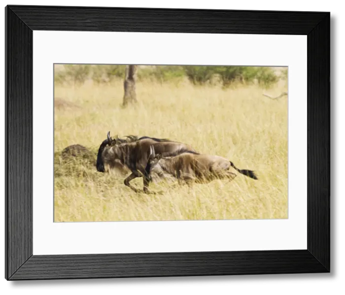 Framed Print : Picture No. 10899786 Framed Print : Picture No. 10899786