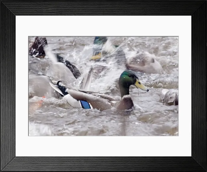 Framed Print : Picture No. 10899797 Framed Print : Picture No. 10899797
